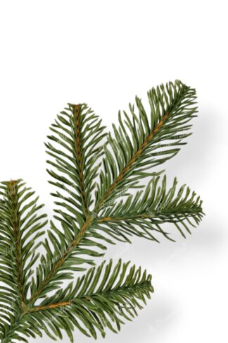 Künstlicher Weihnachtsbaum 3D Kaukasus-Tanne, hat natürlich grüne Nadeln