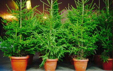 Weihnachtsbaum im Topf