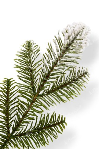 Weihnachtsbaum im Topf 3D-Tanne mit Kunstschnee, hat schneebedeckte Enden von Zweigen