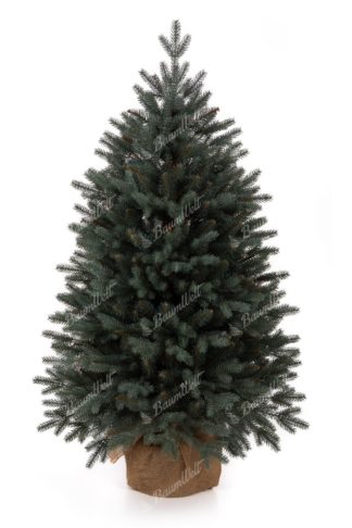 Weihnachtsbaum im Topf 3D-Eisfichte