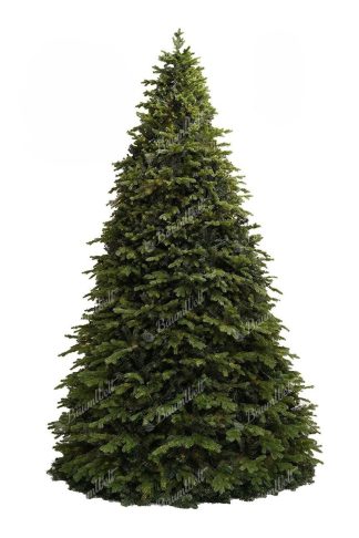 Der riesige Weihnachtsbaum 3D Fichte Exclusive 400cm