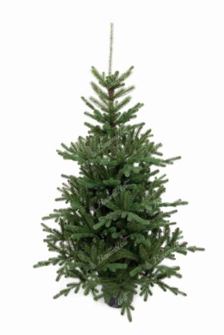 Künstlicher Weihnachtsbaum im Topf 3D Tirolfichte
